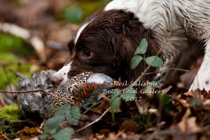 Gundog Photographs by Betty Fold Gallery